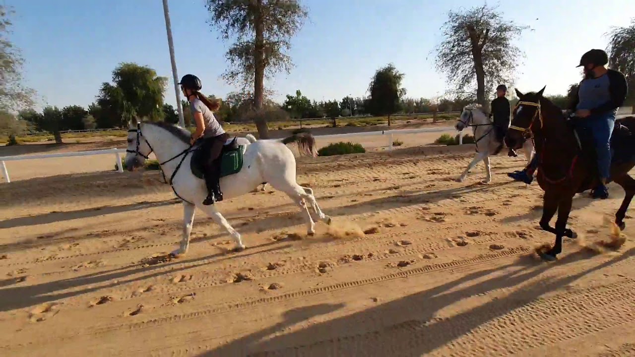 Dubai Equestrian Group YouTube