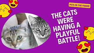 Hilarious Cat Playtime: Adorable Feline Antics! #pets # #CuteCats #CatVideos #PlayfulCats