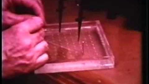 Squid axon nerve removing