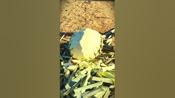 Super tajam! Alat pintar yang sempurna untuk memangkas tanaman nanas jumbo #shorts