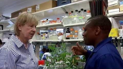 Linda Hanley-Bowdoin: Improving the Cassava Plant