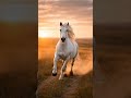 Horse – Power, Speed, and a Human Bond 🐎