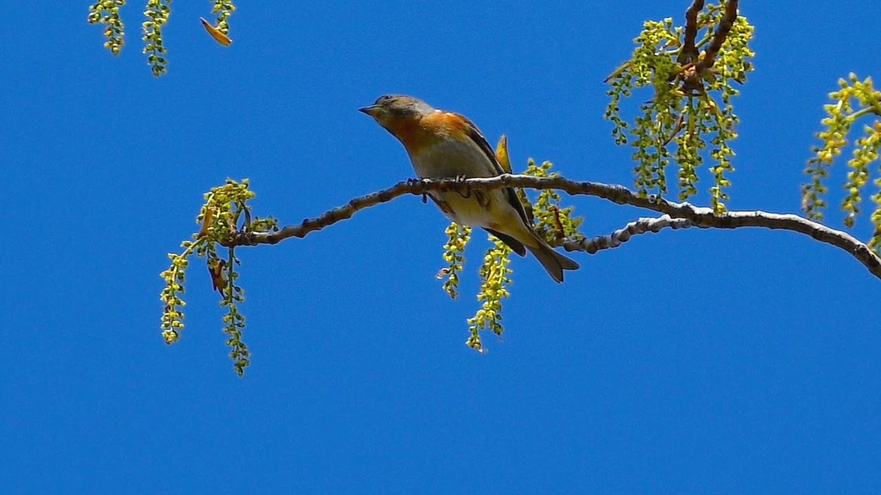 Peppola canto e poesia musicale