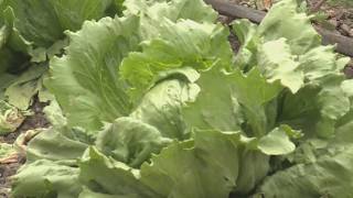 Lettuce linked to growing Cyclospora outbreak as cases climb