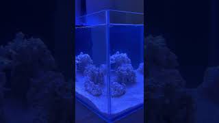 Travertine stand shallow reef tank set up.