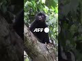 New species of monkey filmed in Democratic Republic of Congo rainforest | AFP