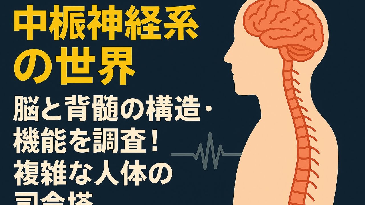【中枢神経系の世界】脳と脊髄の構造・機能を調査!複雑な人体の司令塔 - YouTube