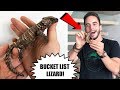 Armadillo Lizards and Pygmy Spiny Tailed Skinks! RAREST lizards in the WORLD! (Must Watch)