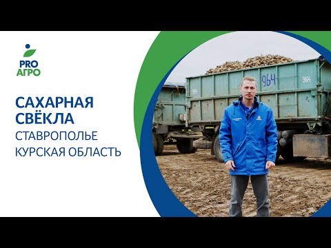 Сахарная свёкла. Ставрополье. Курская область.
