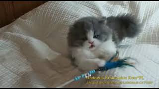 Havana - kotka brytyjska długowłosa niebieska bikolor by Hodowla Kotów Brytyjskich Królewskie Koty*PL 31 views 1 year ago 32 seconds