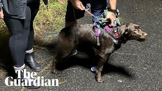 Missing labrador puppy rescued from Sydney embankment