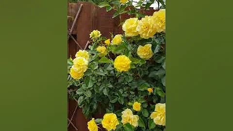 For Mom, yellow roses