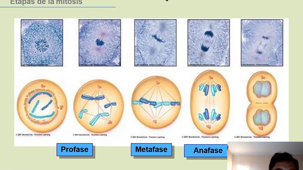 Изучение фаз митоза на фиксированном препарате метод. Митоз. Деление клетки митоз. Митоз животной клетки. Митоз животной клетки под микроскопом.