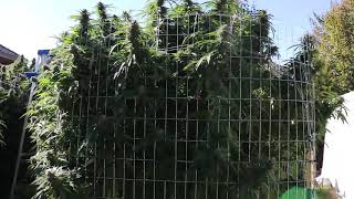 CANNABIS OUTDOOR GROW!!!! MASSIVE YIELDS!!!!