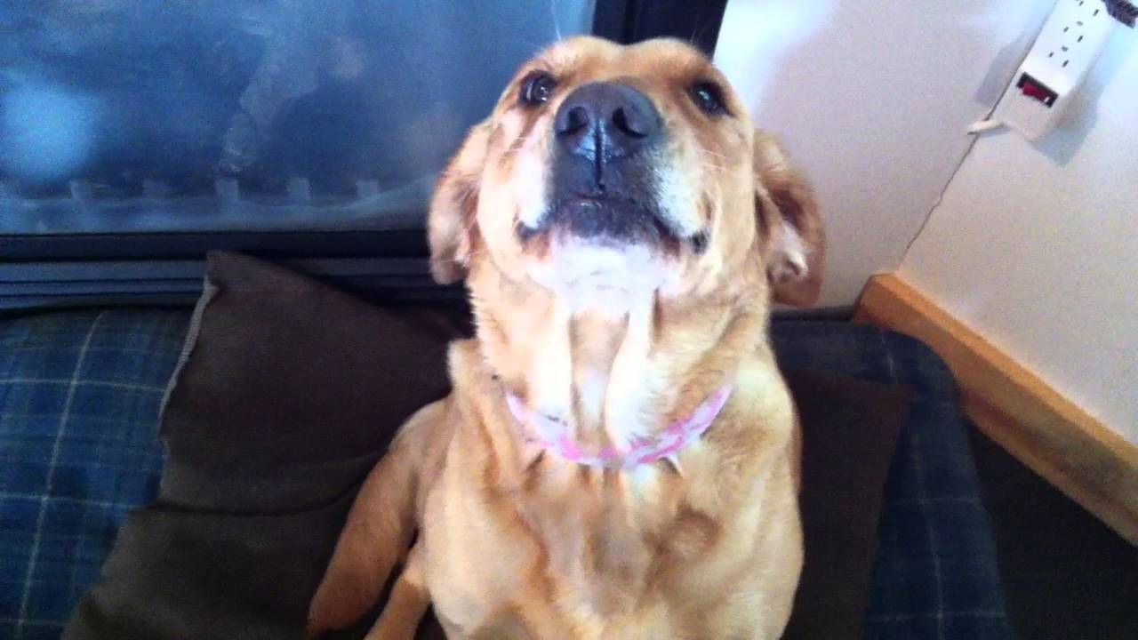 Baileys Caught Again! (Guilty dog original)