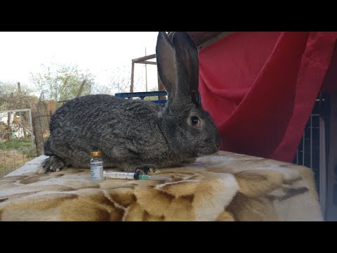 arțarul vindecă articulațiile