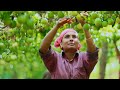 Amazing Passion Fruit Cultivation Technology - Harvesting And Processing Passion Juice Bottled!