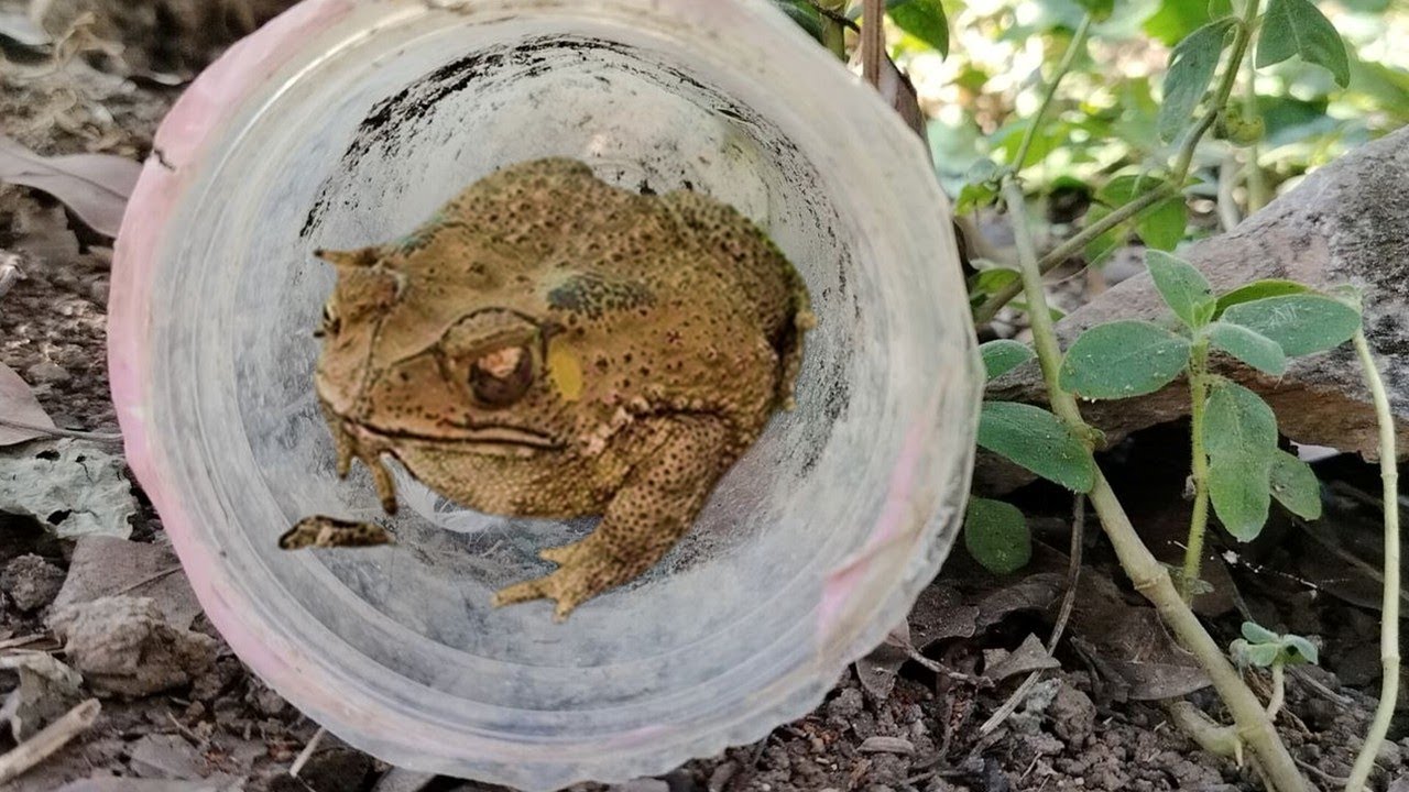 I Caught a Giant Toad Relaxing in a Bottle