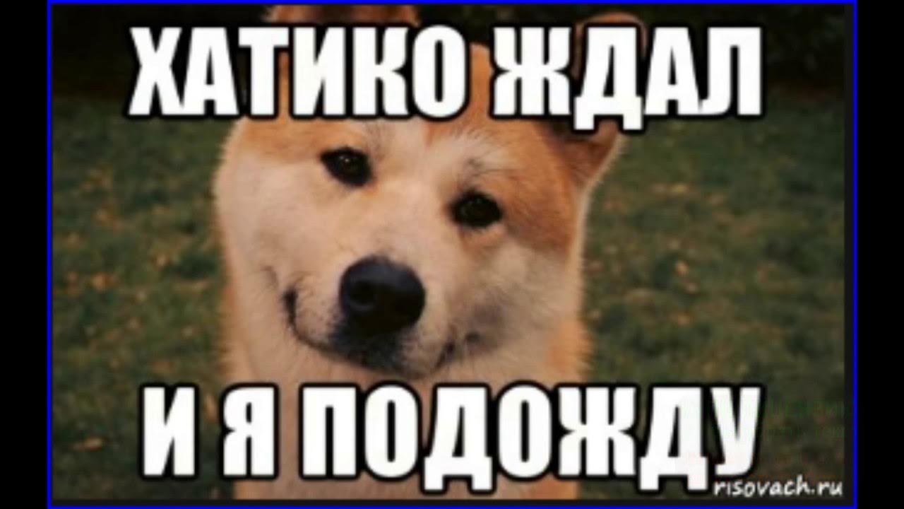 Совсем не против. Хатико ждал и я подожду. Хатико ждет. Хатико Мем. Хатико ждет Мем.