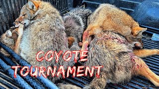 305 Yard Coyote Kill Through the Mouth!
