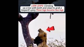 Lion Leaps Climbinganimals 