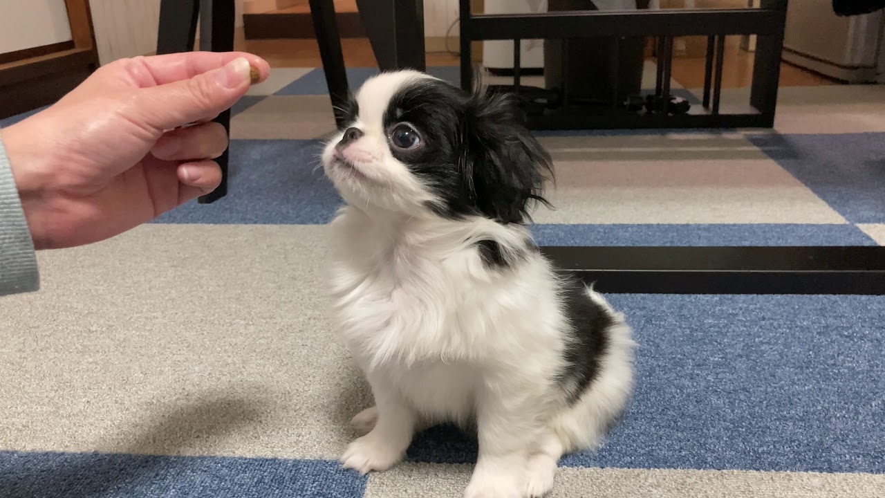 かわいい子犬の狆 お手 おかわりの練習 Japanese Chin Youtube