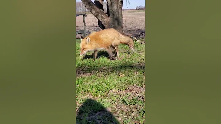 Felix the tree fox comes down for some watermelon