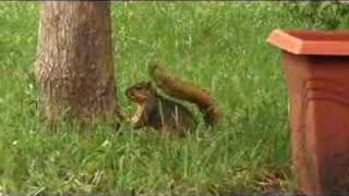 Squirrel Antics by Phillips Urban Wildlife 1,180 views 16 years ago 1 minute, 15 seconds