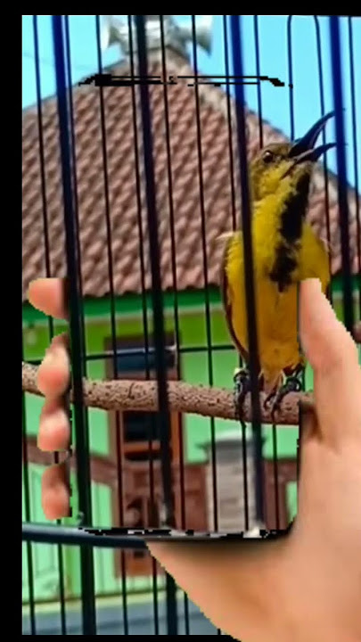 BURUNG SOGON BOCOR NEMBAK