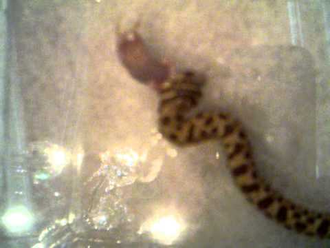 video phone beyonce mp3 Feeding Time For Rodney - Western Hognose Snake