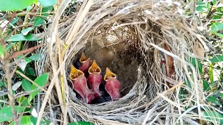 Feeding Hungry Baby Birds - Heartwarming Moments @Birdsbabies7786