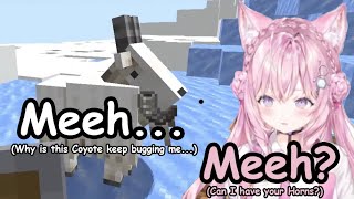 [Minecraft] Meeh (Koyori Trying to Get a Goat Horn)