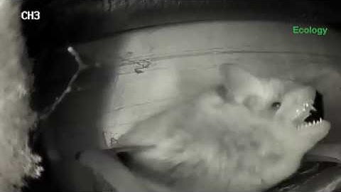 Bats in Churches Project - soprano pipistrelle social interactions.