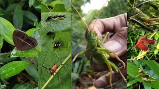 nature documentary insects: giant grasshopper, butterfly, dragonfly, mantis, grasshopper, spider