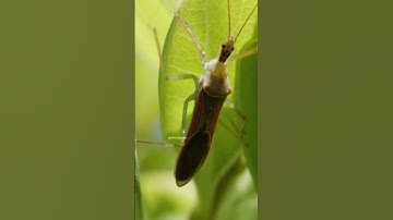 Leafhopper Assassin Bug
