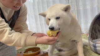 母の得意料理、ロールキャベツが美味しすぎて頬張り過ぎちゃう柴犬がめちゃ可愛い