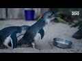 Zoo Tales - Korora - the world's smallest penguin