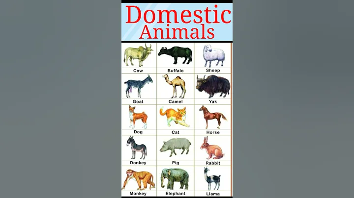 domestic animals name