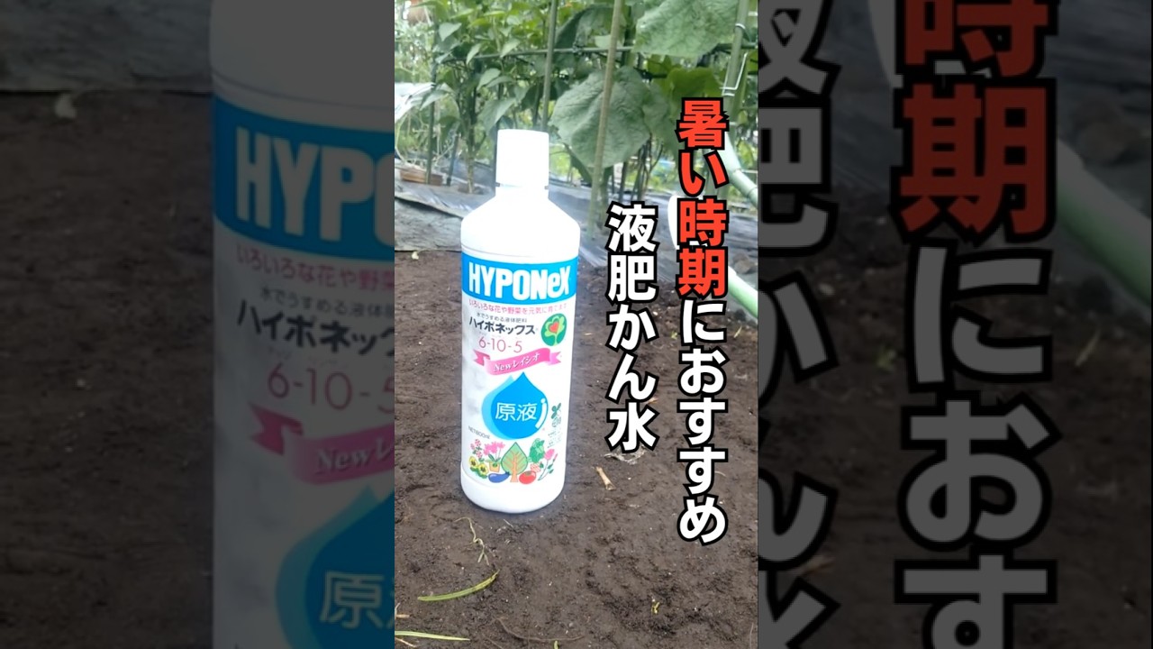 家庭菜園】作物の夏バテ対策！液肥かん水について #家庭菜園 #農業