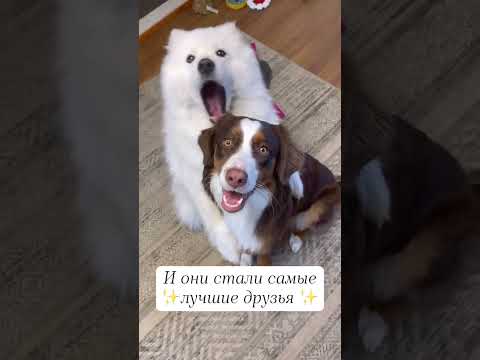 Мы сделали сюрприз нашей собаки.🐕🐕🐕#4294 #satisfyingvideo#satisfying#oddlysatisfying#shorts
