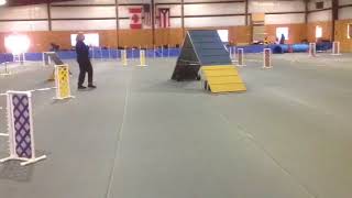 Pixie AKC Novice FAST 3/3/18