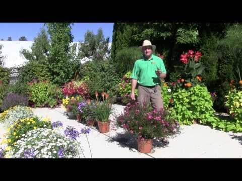 วีดีโอ: Dierama Plants: ข้อมูลเกี่ยวกับการดูแลพืช Wandflower