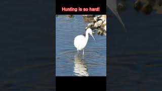 Hunting is so hard! - Chasing, driving, shooting with a beak.#shorts