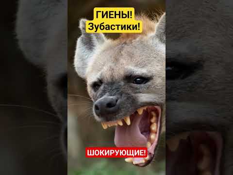 Гиены-Зубастики!Шокирующие факты!Ужас!!!
