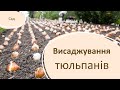 Висаджування тюльпанів