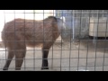 上野動物園　タテガミオオカミのお食事タイム