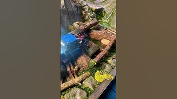 Axial SCX24 Injora Rock Buggy Tearing Up the Course! #shorts #rc #crawler