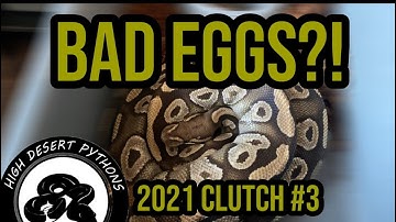 Bad eggs?! | High Desert Pythons