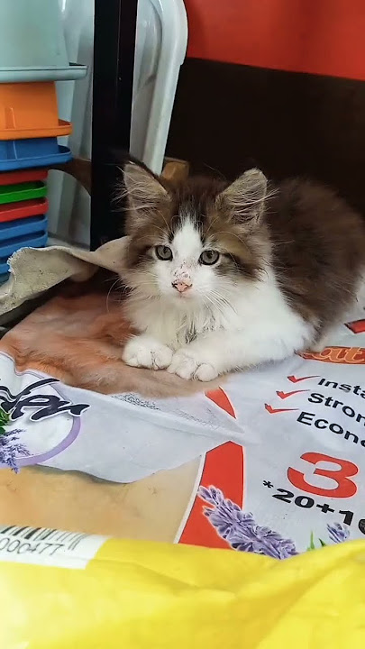 cat juyfu  mausys fis ci8e fie73 eidibsow8wbso k