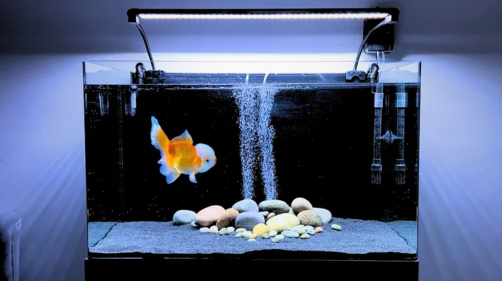 Setting up a Fancy Goldfish Tank